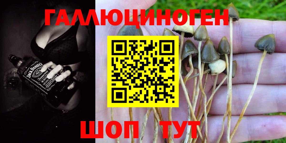 Улан-Удэ  Галлюциногенные грибы Psilocybe  Вход с VPN 
